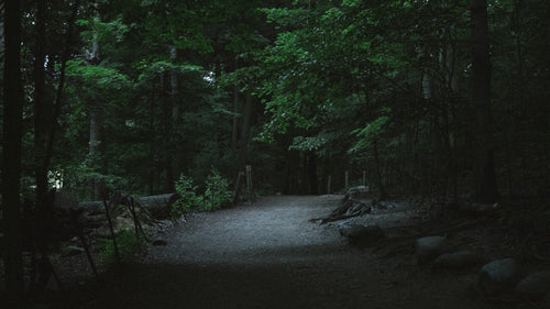 forest path at night