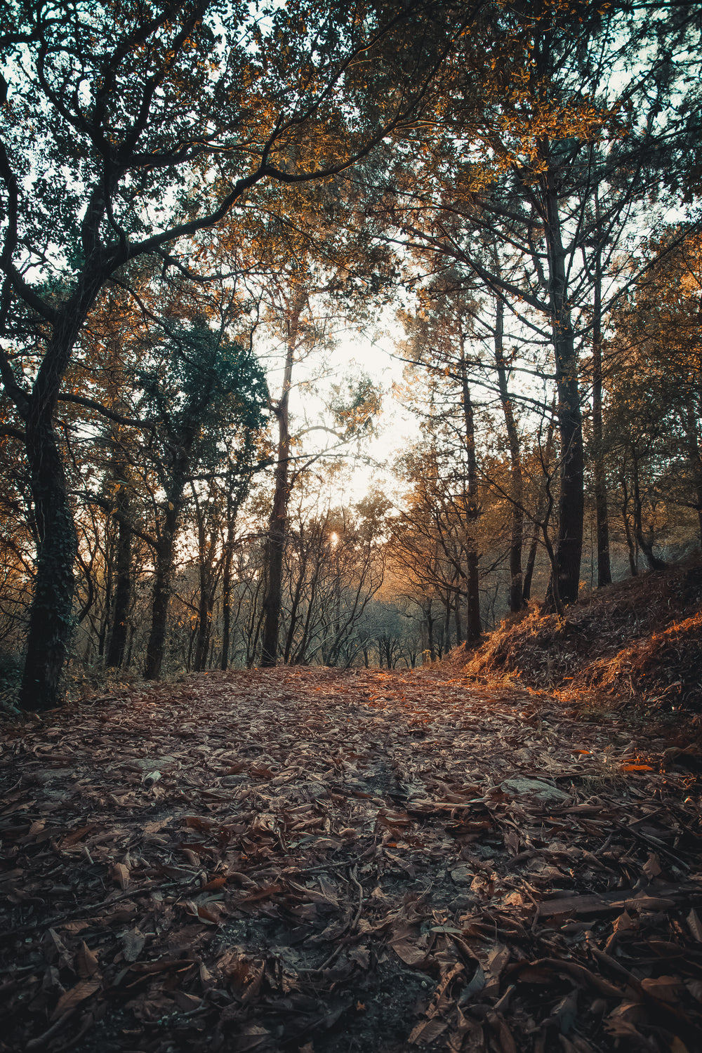 forest path ravaged by autumn