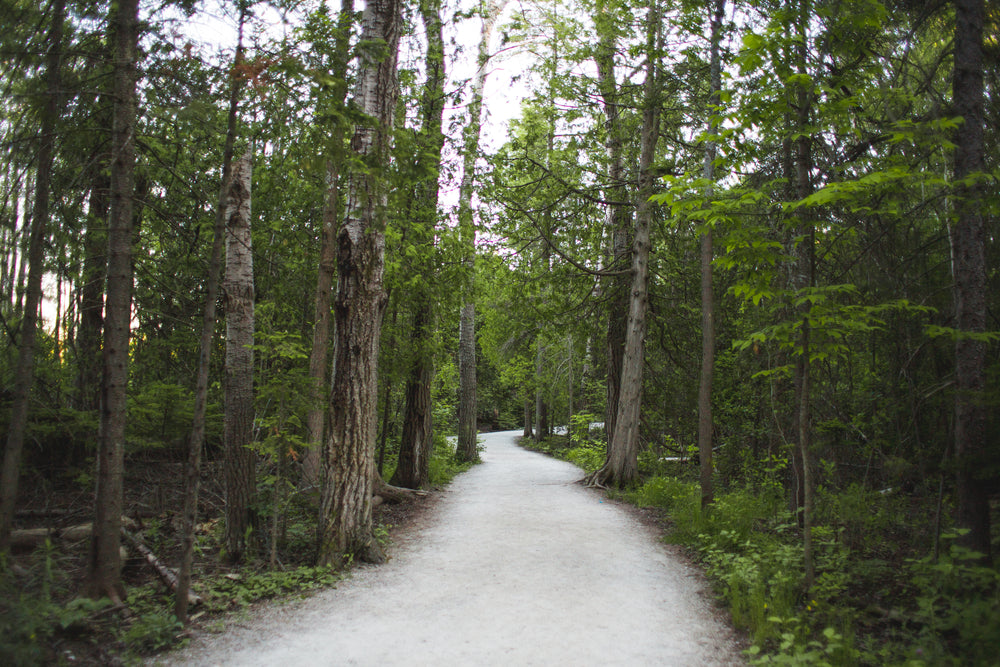 forest path