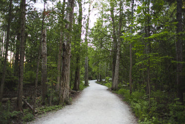 forest path