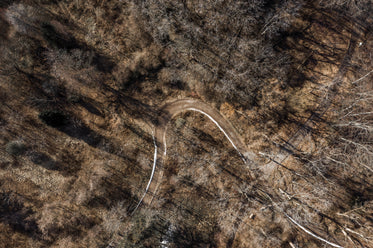 forest road in winter