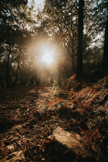 forest silhouette at sunset