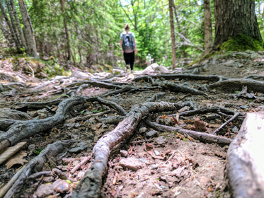 forest tree roots on path