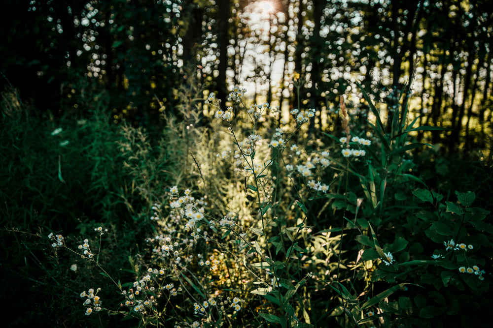 forest wildflowers