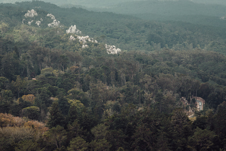 forest-with-rocks-and-road.jpg?width=746&format=pjpg&exif=0&iptc=0