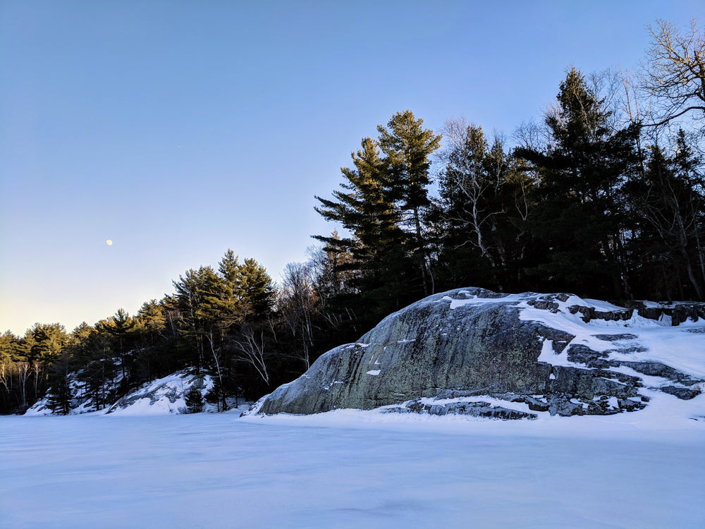 forests edge in cold winter