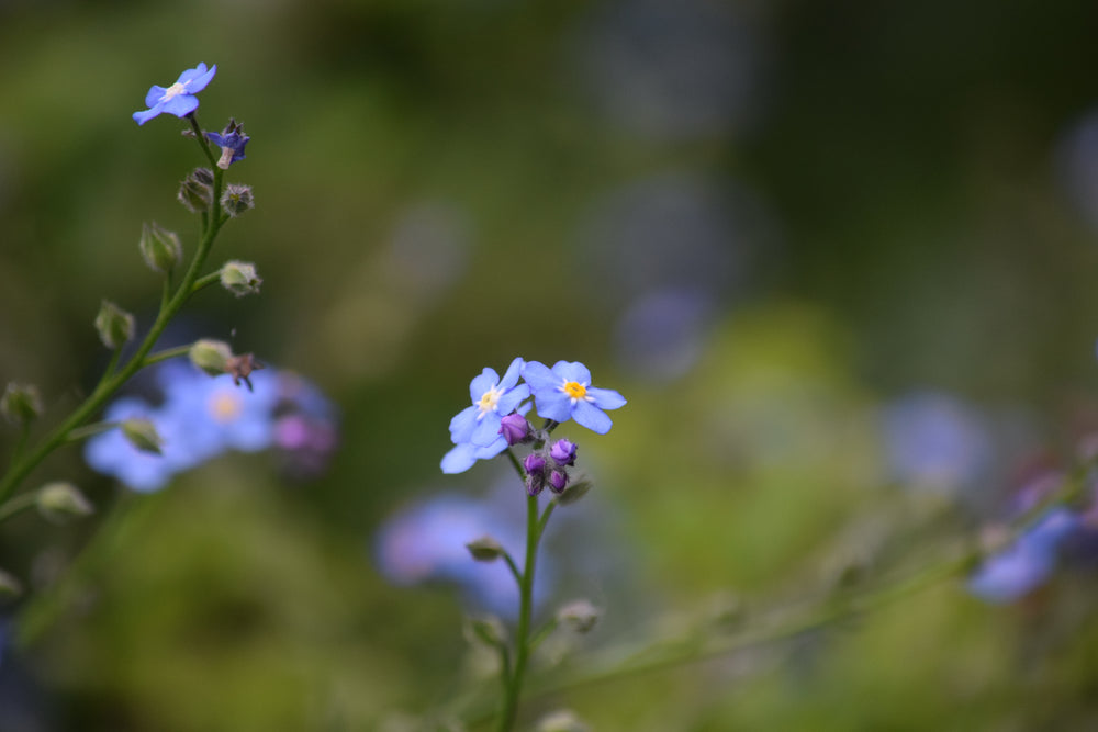 forget-me-nots