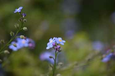 forget-me-nots