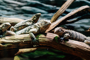 four lizards lay on wooden branches