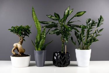 four plants on monochrome background