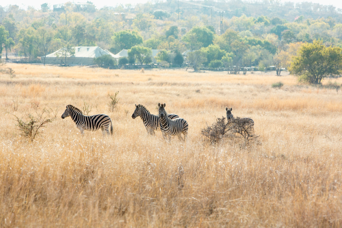 four zebras stand in a brown grassy field