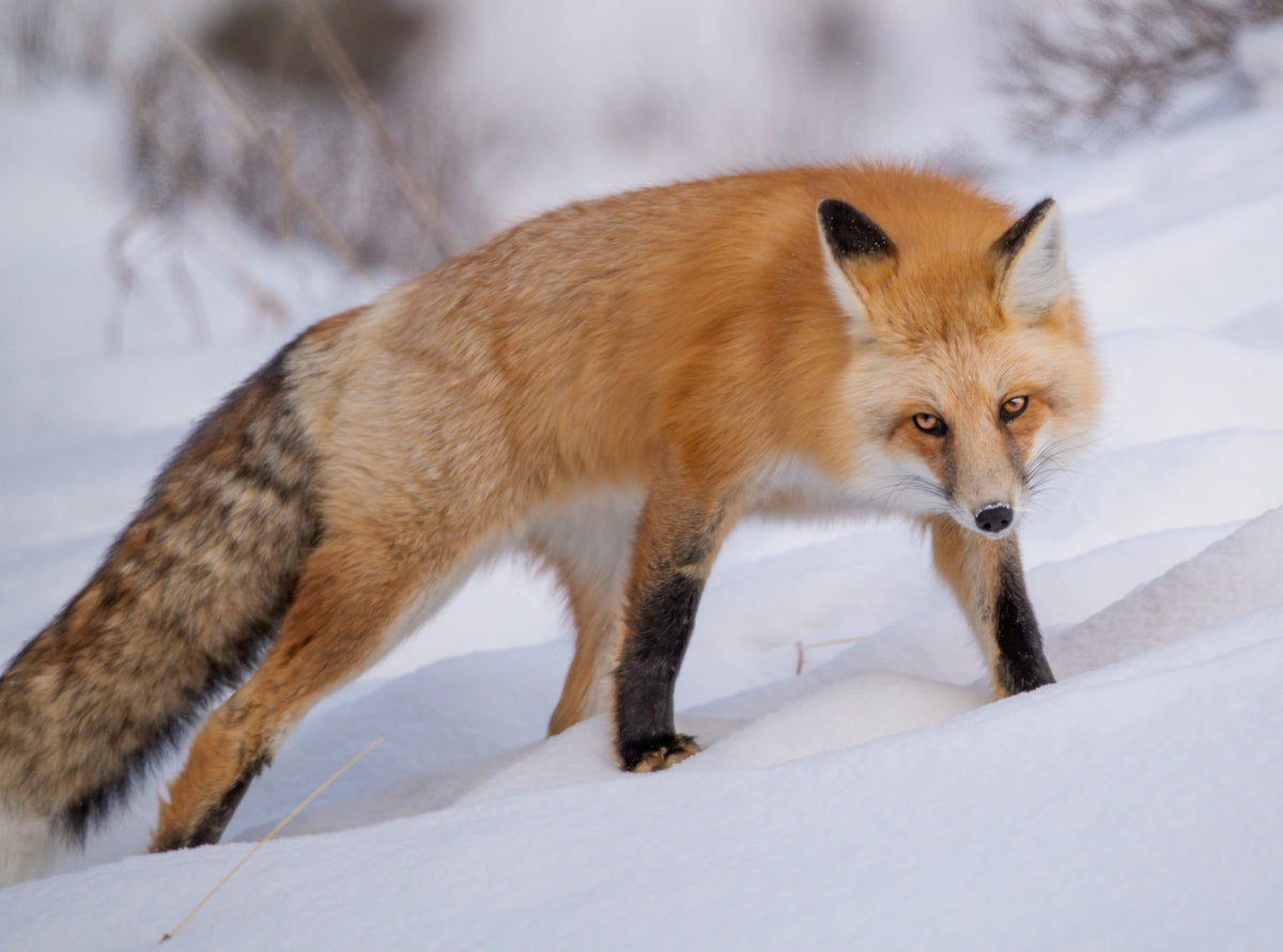 fox looks at the camera while standing in white snow