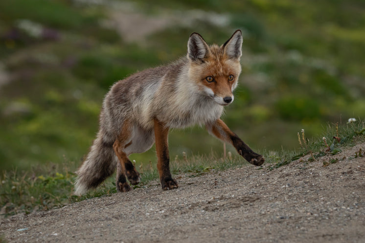 fox-walking-up-a-hill-with-green-grass-b