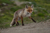 fox walking up a hill with green grass behind them