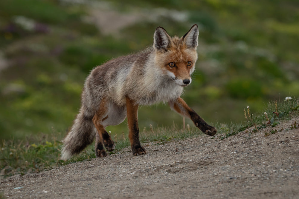 fox walking up a hill with green grass behind them