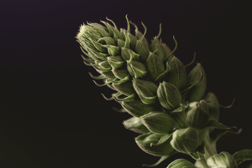 foxglove buds close up