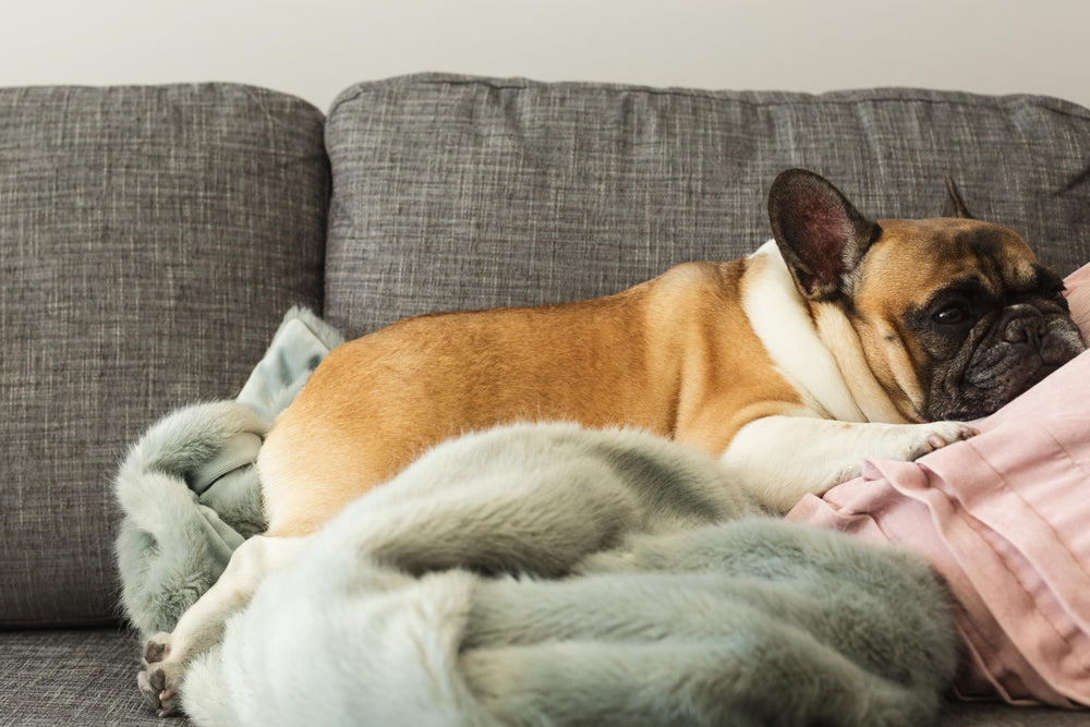 french bulldog gets cozy