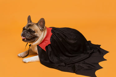 french bulldog in vampire cape