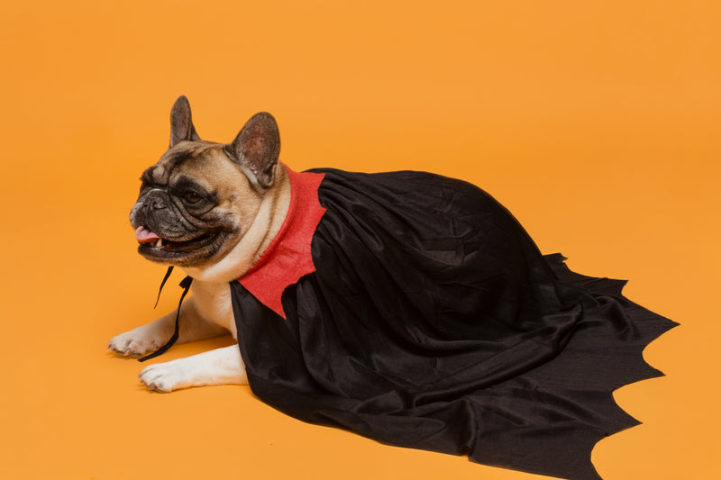 Can Dogs Digest Tuna Fish? Expert Advice on Nutritional Benefits and Potential Hazards The ultimate guide to feeding your dog tuna fish - Expert advice on safety, benefits, and risks