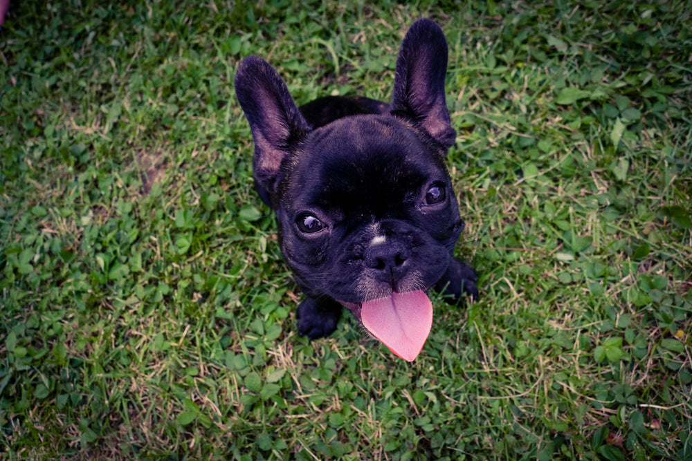 buldogue francês na grama