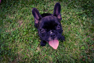 buldogue francês na grama