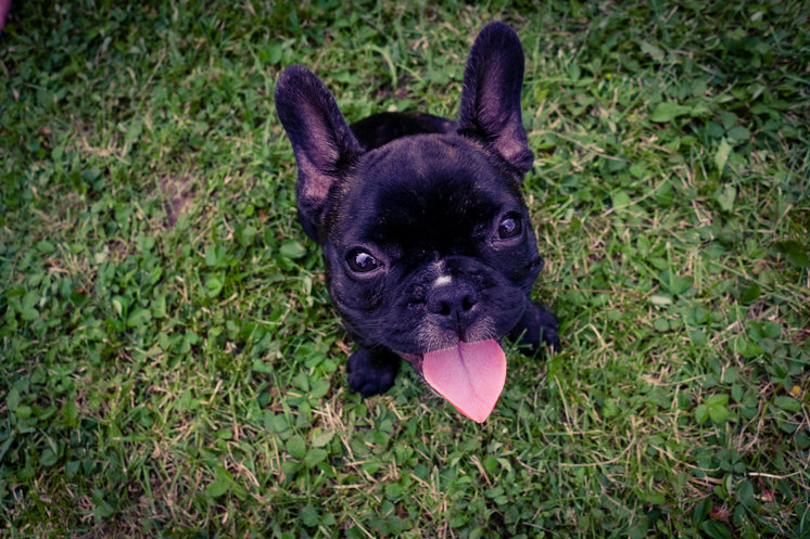 草地上的法國(guó)斗牛犬