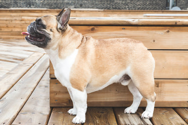 french bulldog