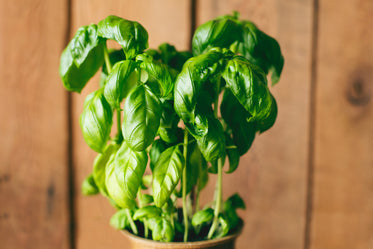 Free fresh basil plant Image: Stunning Photography