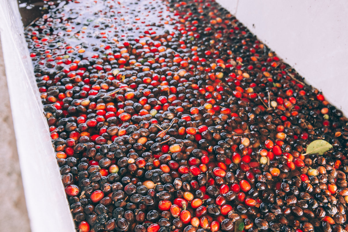 fresh coffee beans in water
