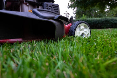 fresh cut grass and mower