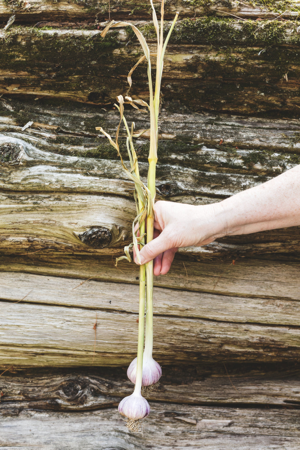 fresh garlic on stem