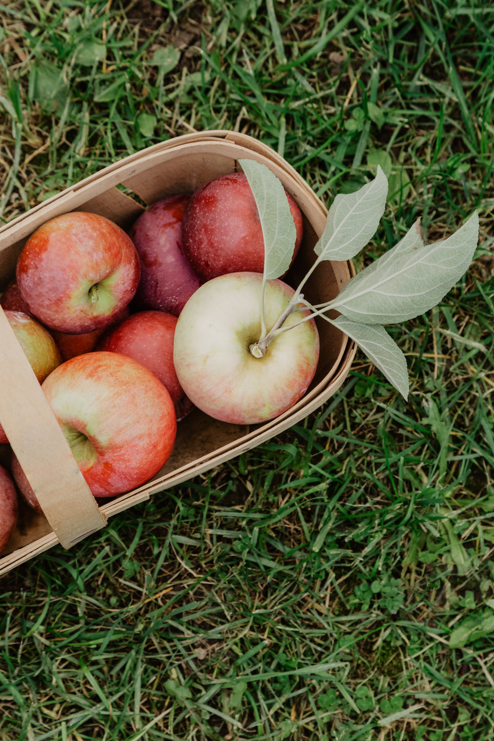 fresh picked apples in basket