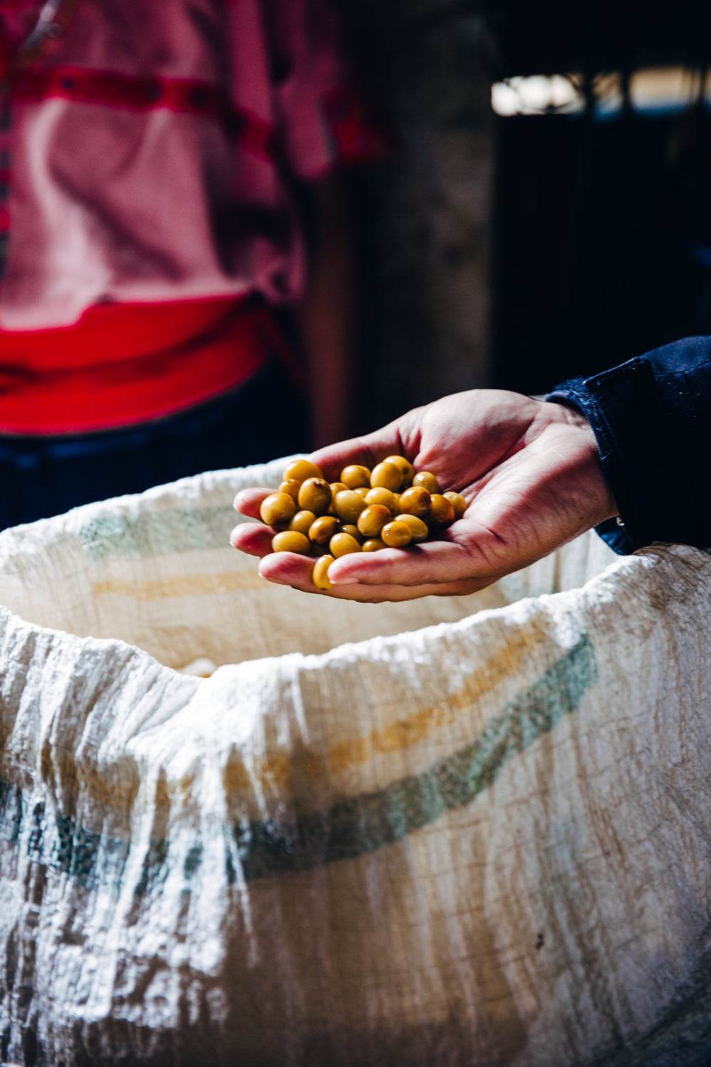 fresh picked coffee beans for roasting