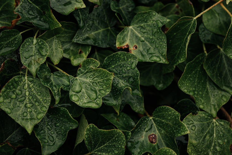 fresh rainwater droplets on green ivy leaves after a rain shower on the trail