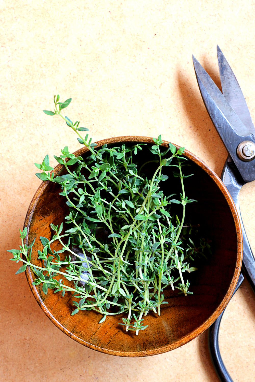 fresh thyme and kitchen scissors