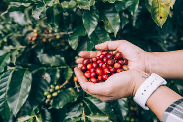 freshly picked coffee beans