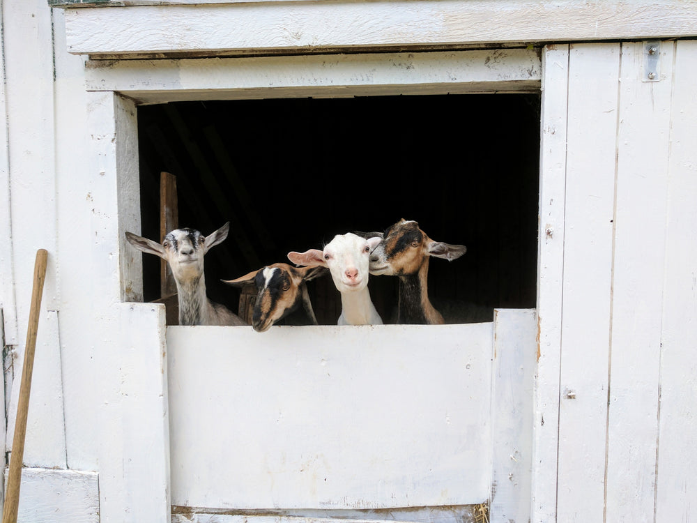 friendly goats look through barn window