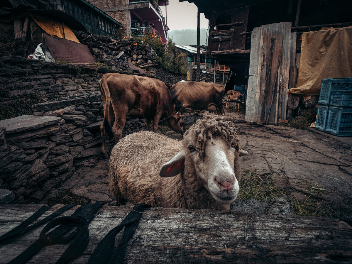 friendly sheep and cows in a rustic setting