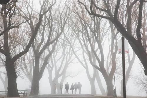 friends walk through foggy trees