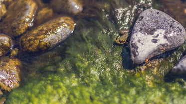 frog in stream