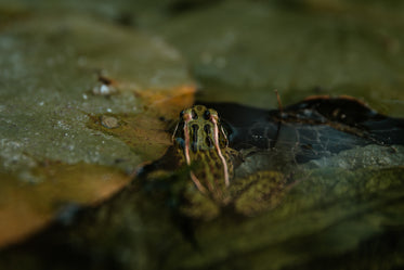 frog sits in still water