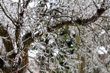 frost coated nature