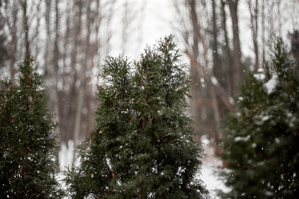 frost-tipped pine tree peaks in a snowy woods