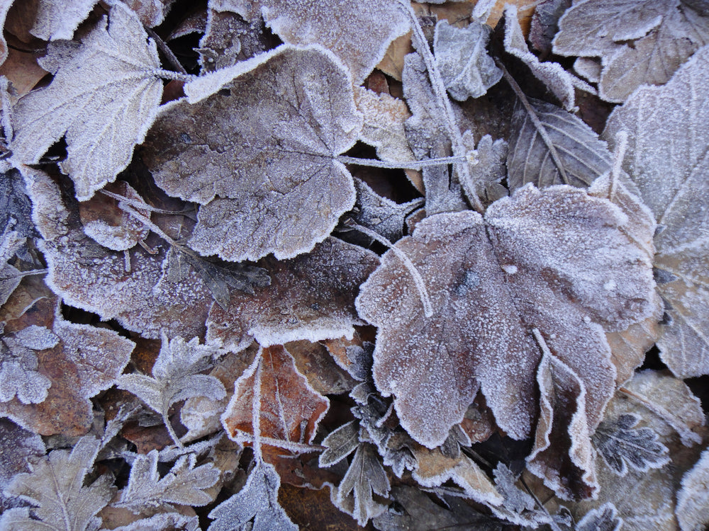 frosty fall leaves on ground