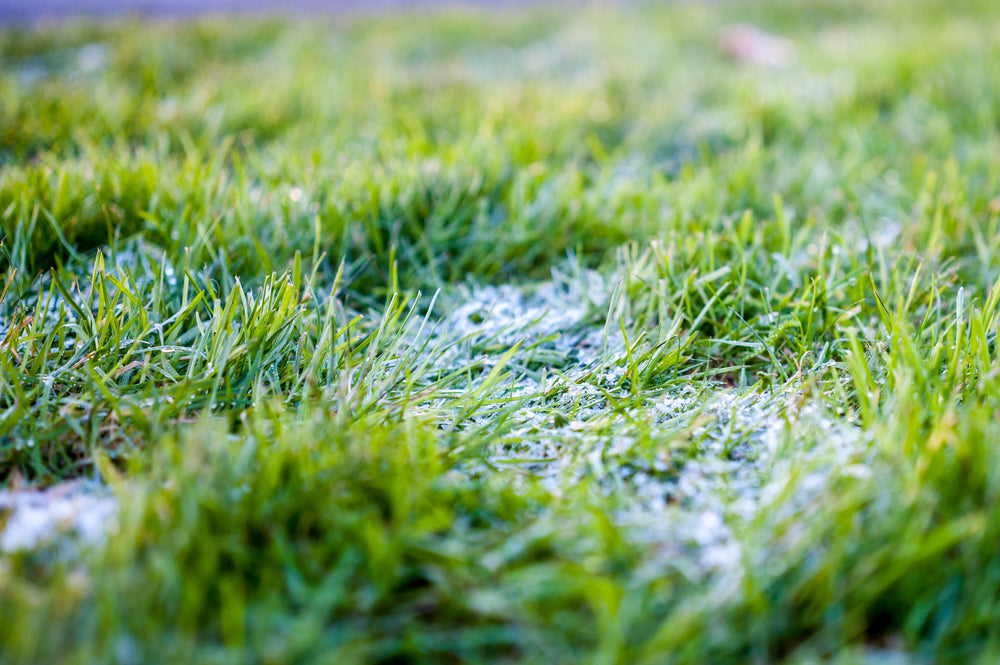 frosty grass