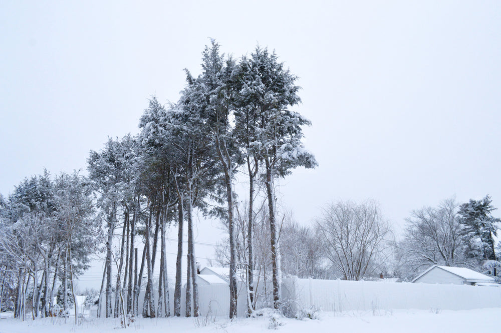 frosty trees tower over winter yards