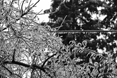 Free Frosty Winter Ice Image: Stunning Photography