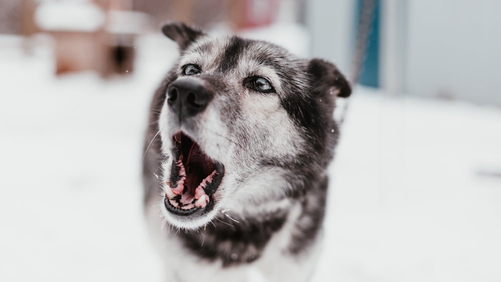 frozen moment capturing the bark of a white and black sled dog