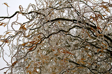 frozen tree