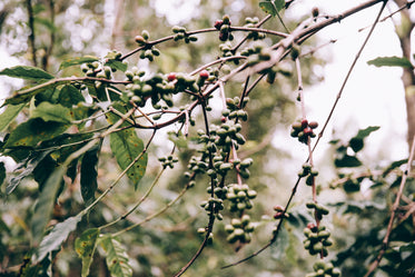 fruit hanging from tropical branches